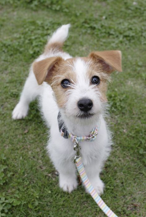 20 Things All Jack Russell Owners Must Never Forget