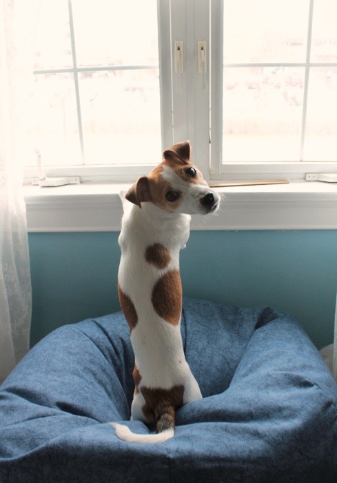 jack russell want walk out window