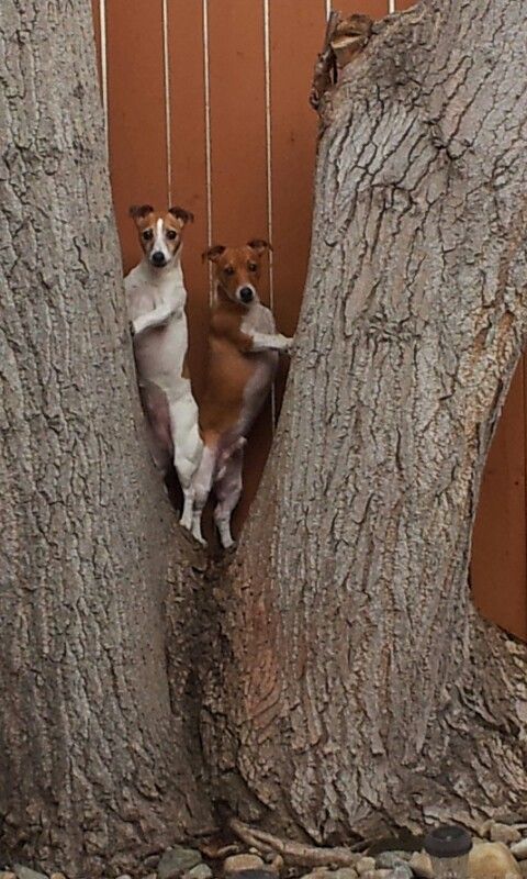jack russells trees dogs