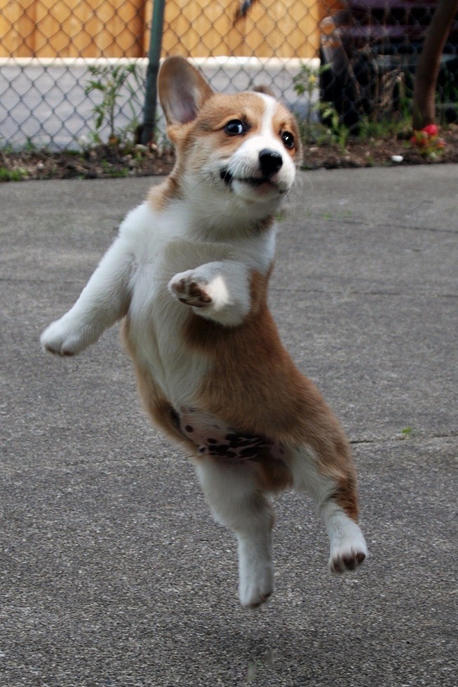 jumping corgi pics puppy