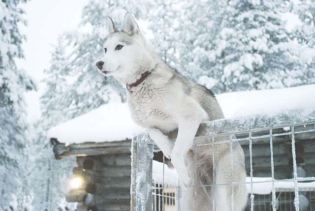 jumping husky fence winter