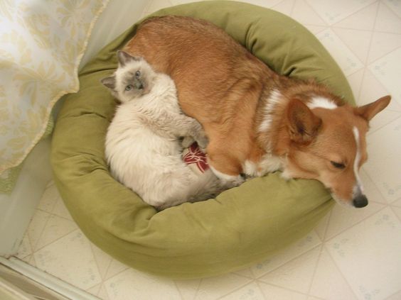 kitty corgi sleep friends