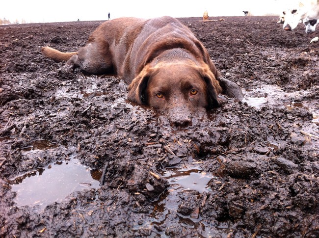labrador dirt mud funny