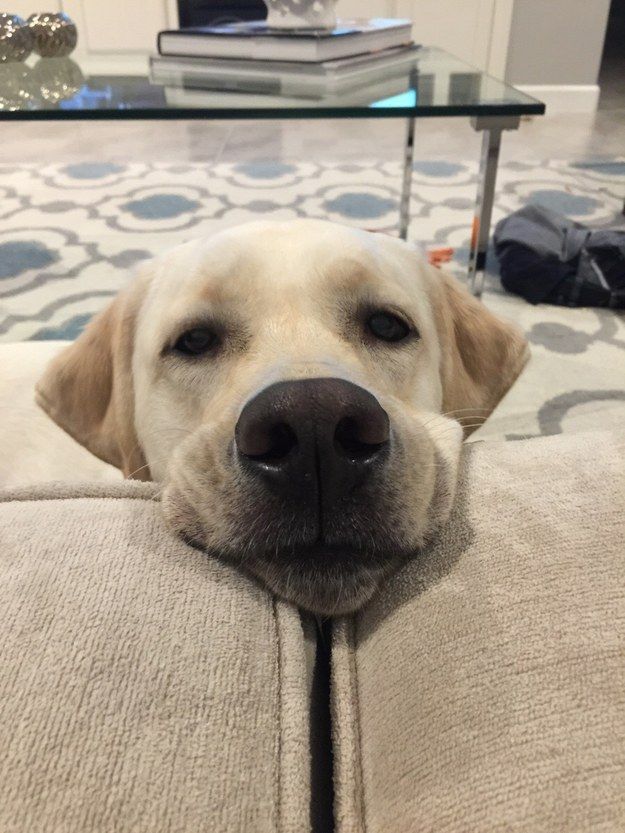 labrador face pics eyes