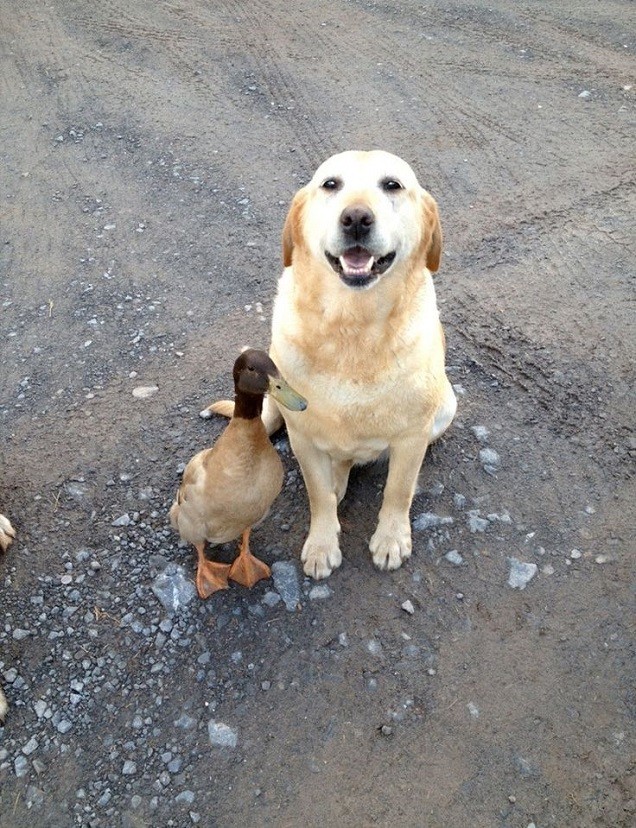 labrador friend duck