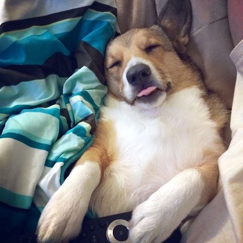 nap time corgi tongue pics