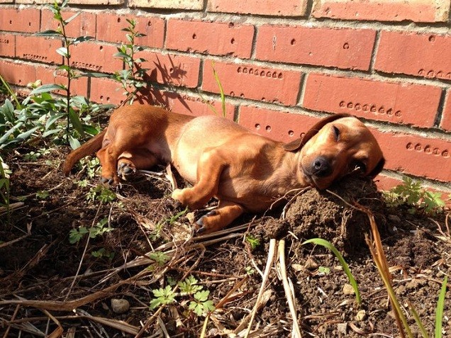 napping doxie dog fun mud