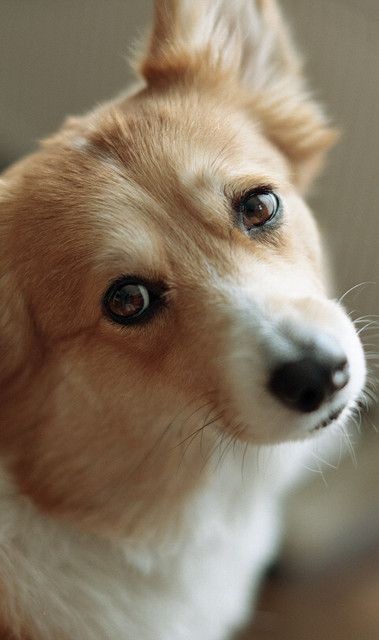 nice eyes corgi face pics