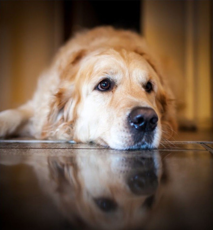 old golden retriever