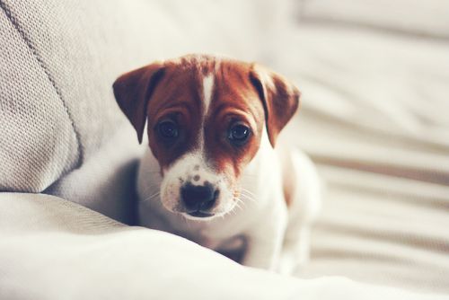 puppy jack russell pics