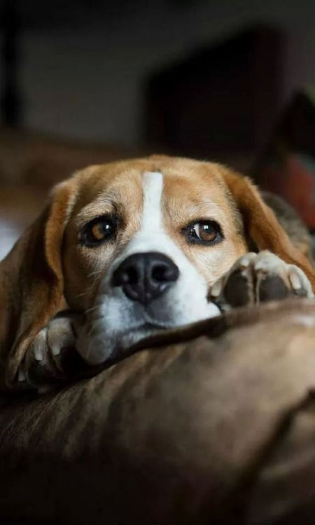 sad beagle photo pics thinking