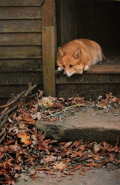 sad corgi door leaves