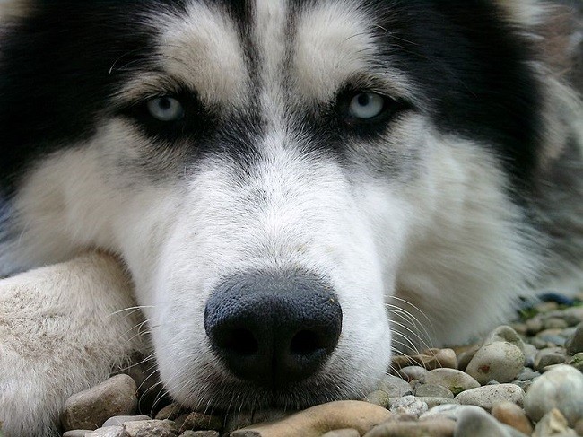 sad eyes face closeup pics husky