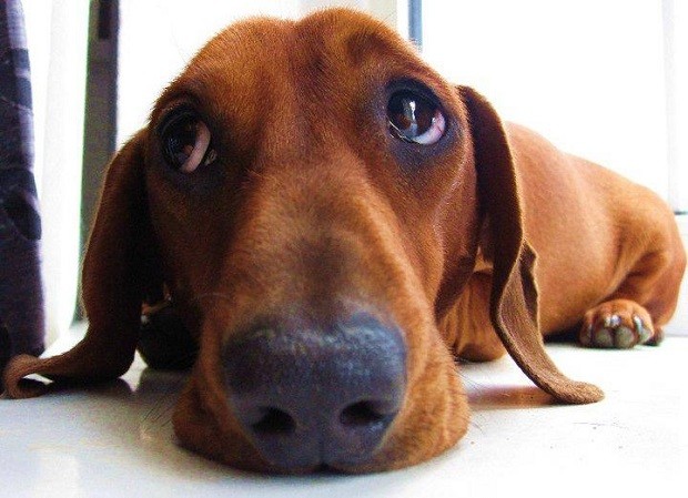 sad-face-eyes-dog-dachshund.jpg