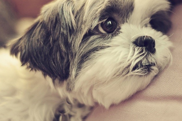 sad nap shih tzu face