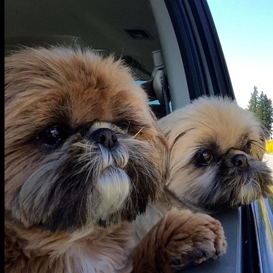 shih tzu 14