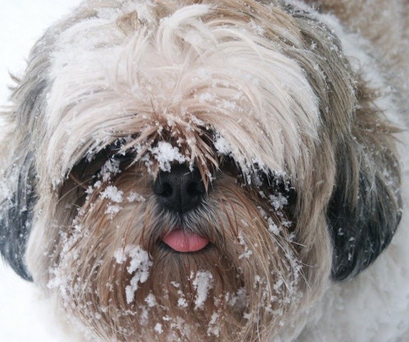 shih tzu snow face