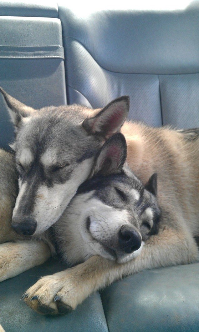 sleeping huskies rest cute