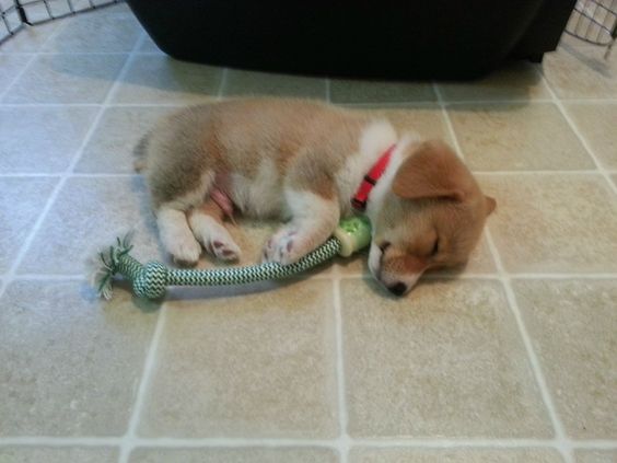 sleeping puppy corgi floor
