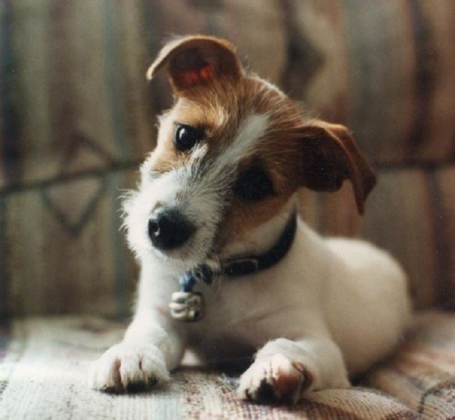 thinking jack russell