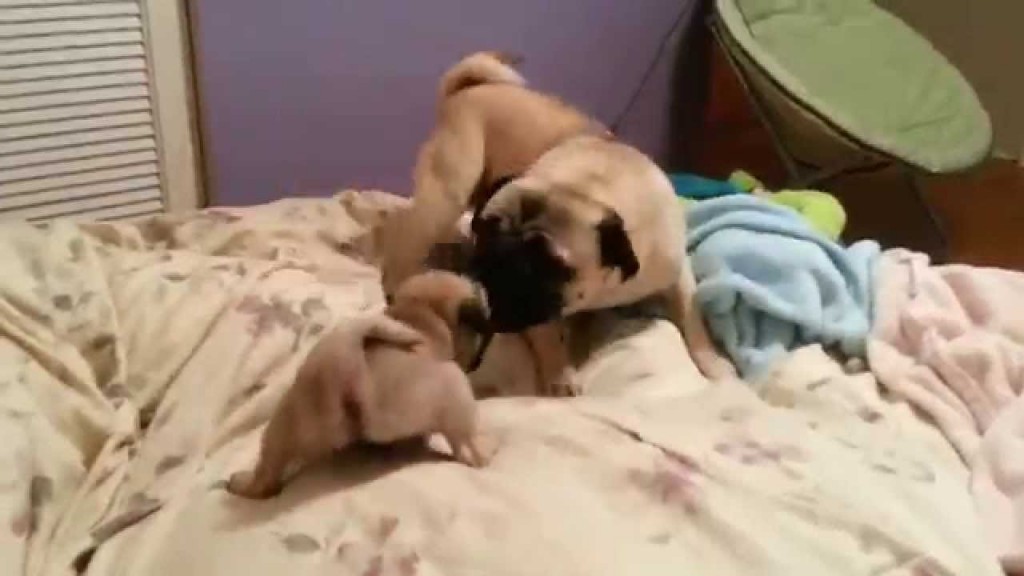tommy-the-daddy-pug-plays-with-s