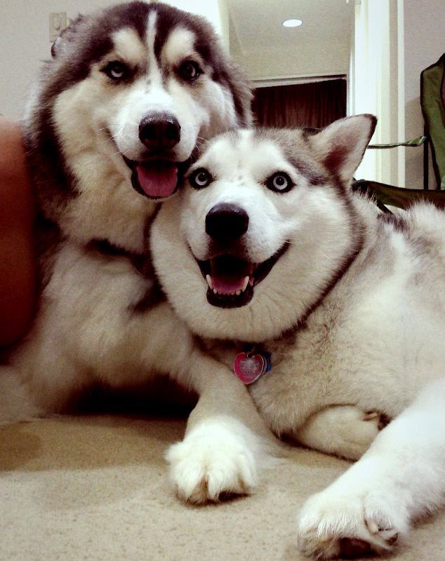 two huskies thinking happy