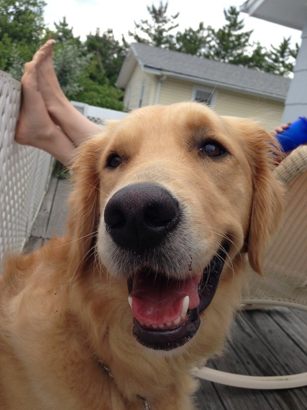 25 Reasons Why Golden Retrievers Are Actually The Worst Dogs To Live With