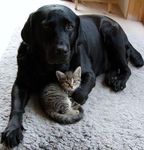 How long do black labs live?