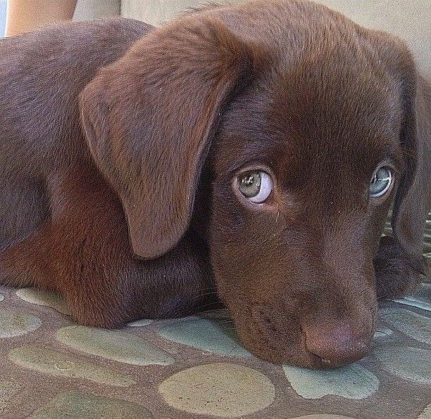 chocolate lab eyes cute