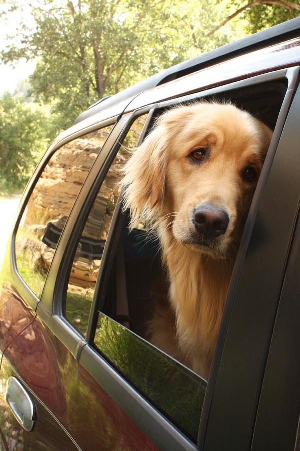 25 Reasons Why Golden Retrievers Are Actually The Worst Dogs To Live With