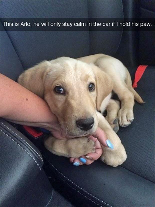 cute lab puppy car hand paw