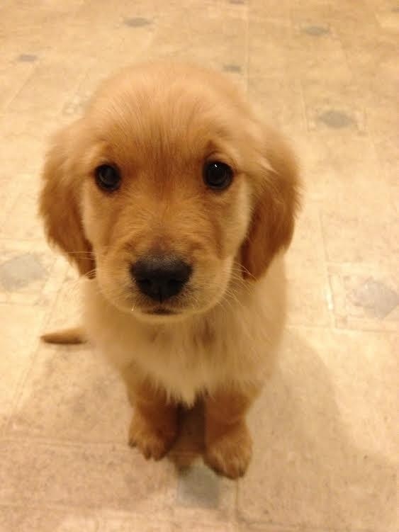 cute puppy pics golden retriever photo