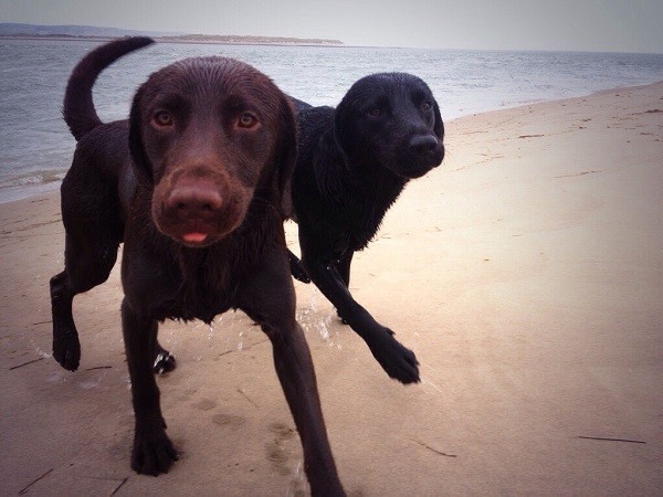 cute wet labradors funny beach