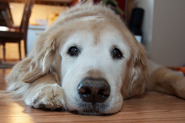 eyes face sad golden retriever