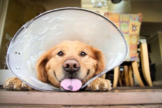 face funny golden retriever photo