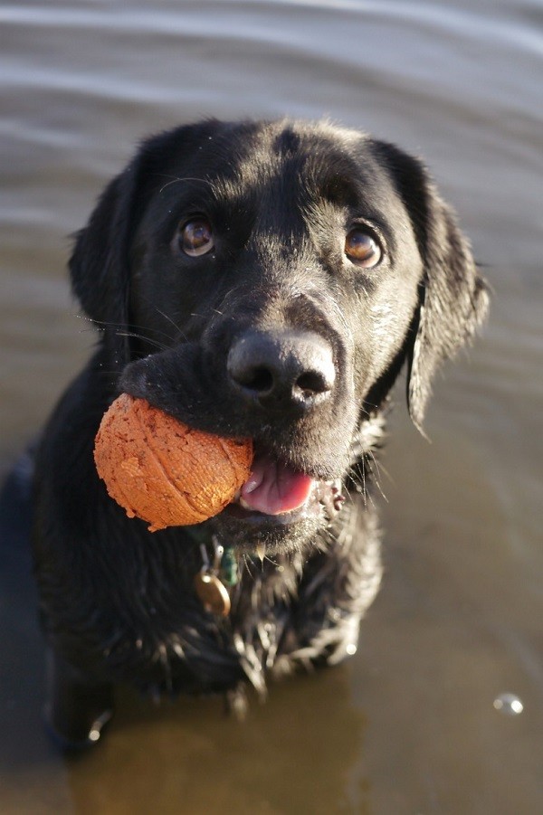 funny black lab photo ball water