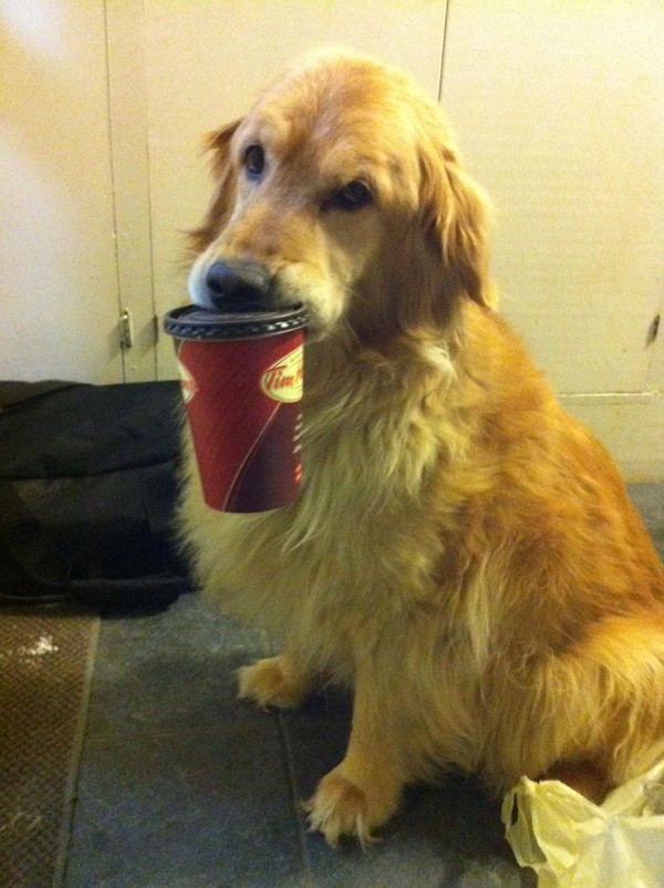 funny golden retriever coffee