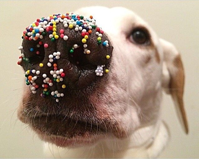 funny lab candies nose