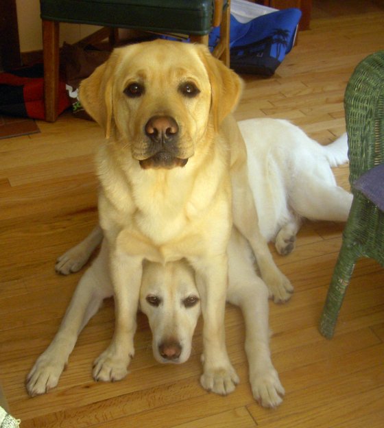 funny labradors sitting pics