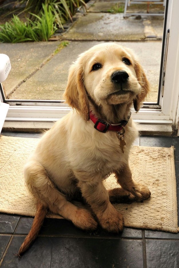 25 Reasons Why Golden Retrievers Are Actually The Worst Dogs To Live With