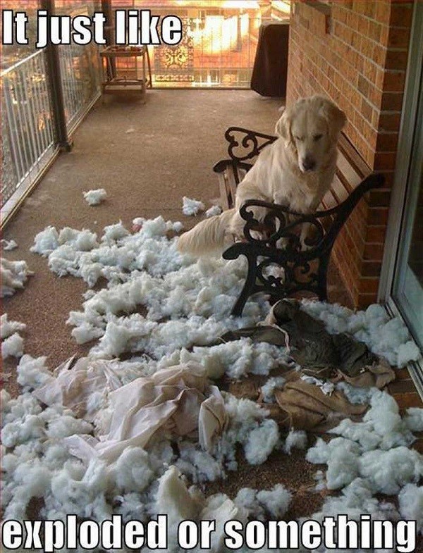 25 Reasons Why Golden Retrievers Are Actually The Worst Dogs To Live With