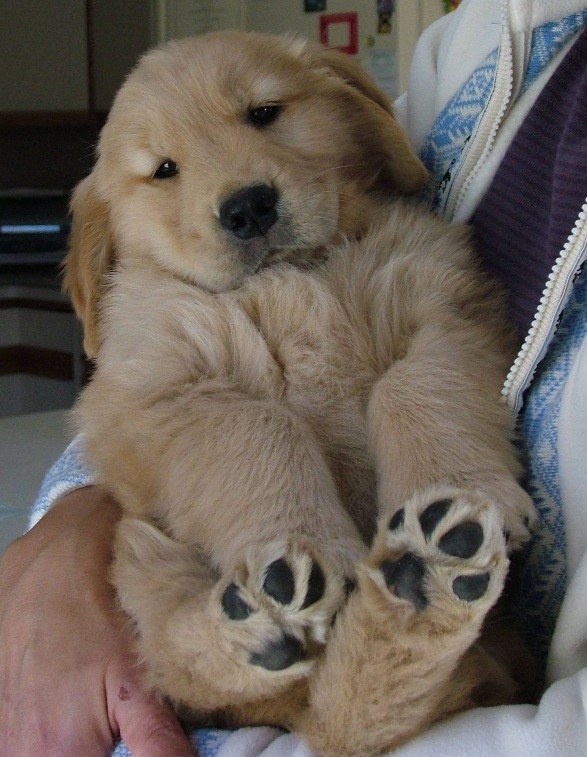 happy golden retriever puppy