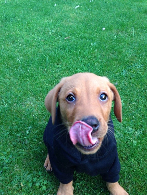 lab hoodie photo