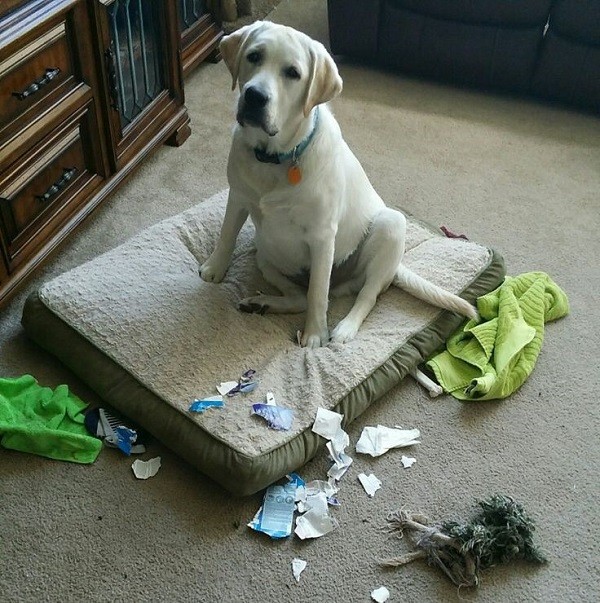 labrador mess funny