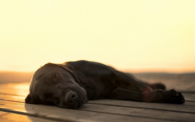 labrador napping