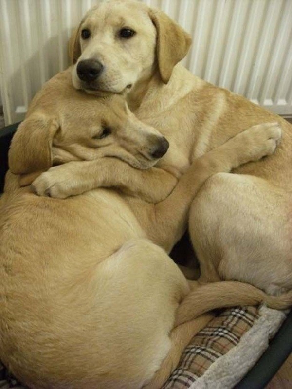 labradors cuddling