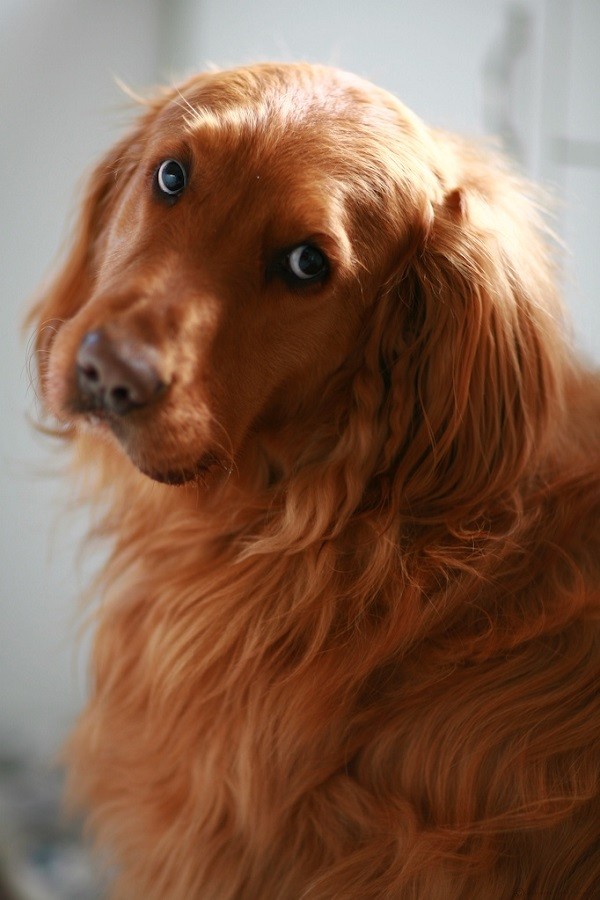 look golden retriever photo