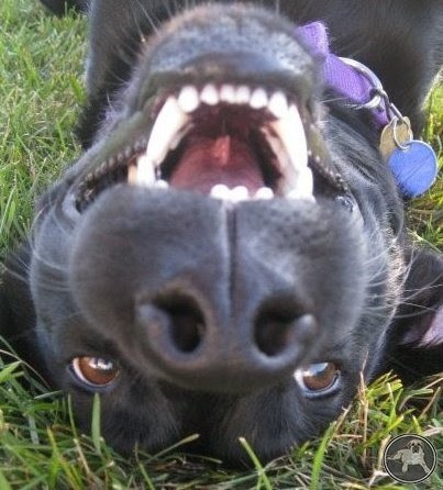 playful black lab dog
