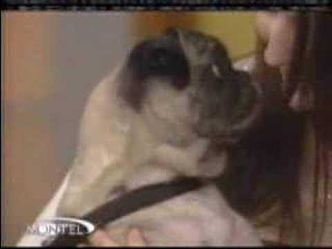 pug says i you pug says i you omg i ruuuv you toooo pug says i you pug says i you omg i ruuuv you toooo