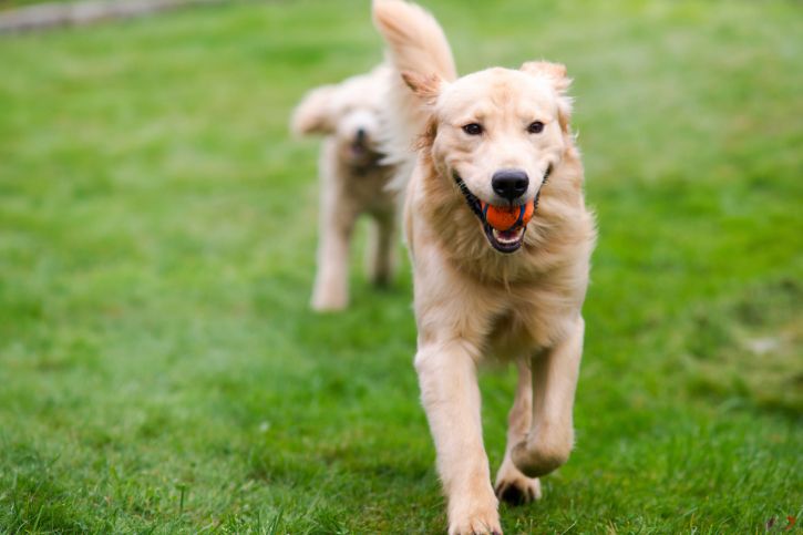 running golden retriever ball